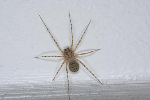 Réf. 260 024 : Scytodes thoracica